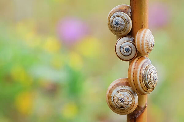 Brown-lipped  /  Grove  /  Banded snails (Cepaea nemoralis) on plant stem, Menorca, Balearic Islands, Spain, Europe