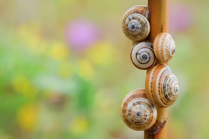 Framed Print : Brown-lipped / Grove / Banded snails (Cepaea nemoralis) on plant stem, Menorca, Balearic Islands, Spain, Europe Framed Print : Brown-lipped / Grove / Banded snails (Cepaea nemoralis) on plant stem, Menorca, Balearic Islands, Spain, Europe