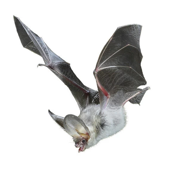 Brown long eared bat (Plecotus auritus) in flight, Surrey, UK