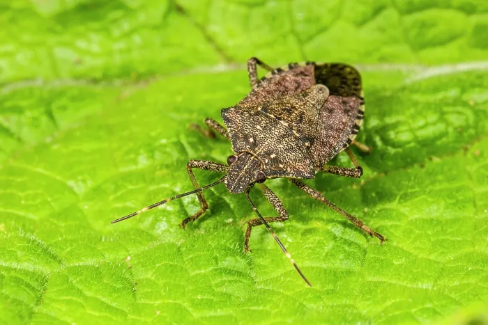 Framed Print : Brown marmorated shieldbug (Halyomorpha halys) resting on a leaf, Cavtat, Croatia. April Framed Print : Brown marmorated shieldbug (Halyomorpha halys) resting on a leaf, Cavtat, Croatia. April