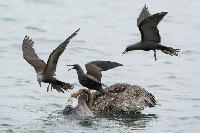 Framed Print : Three Brown noddies / Common noddies (Anous stolidus) trying to steal a fish from a Brown pelican (Pelecanus occidentalis), Santiago Island, Galapagos Islands, Pacific Ocean Framed Print : Three Brown noddies / Common noddies (Anous stolidus) trying to steal a fish from a Brown pelican (Pelecanus occidentalis), Santiago Island, Galapagos Islands, Pacific Ocean