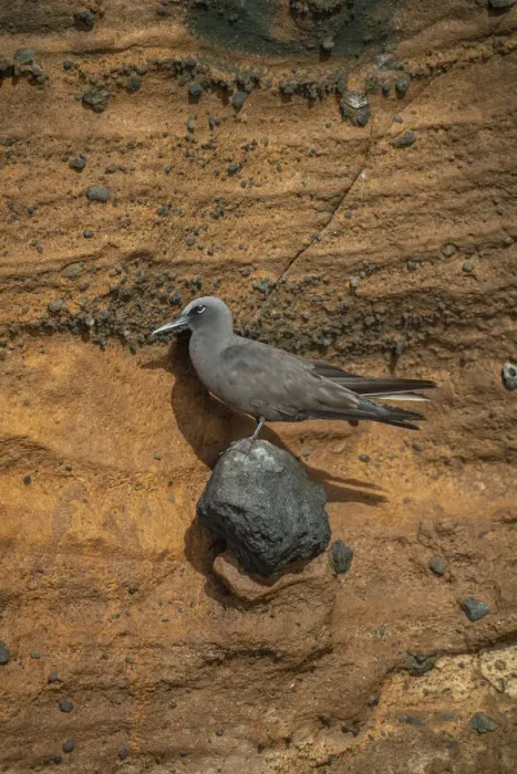 Framed Print : Brown noddy (Anous stolidus) perching on rock face, Isabela Island, Galapagos Framed Print : Brown noddy (Anous stolidus) perching on rock face, Isabela Island, Galapagos