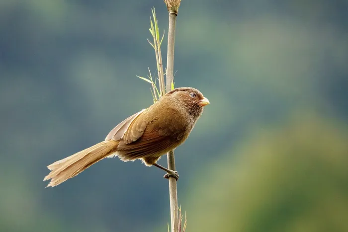 Framed Print : Brown parrotbill (Paradoxornis unicolor) perched on Bamboo, Singalila National Park, Himalayas, Nepal Framed Print : Brown parrotbill (Paradoxornis unicolor) perched on Bamboo, Singalila National Park, Himalayas, Nepal