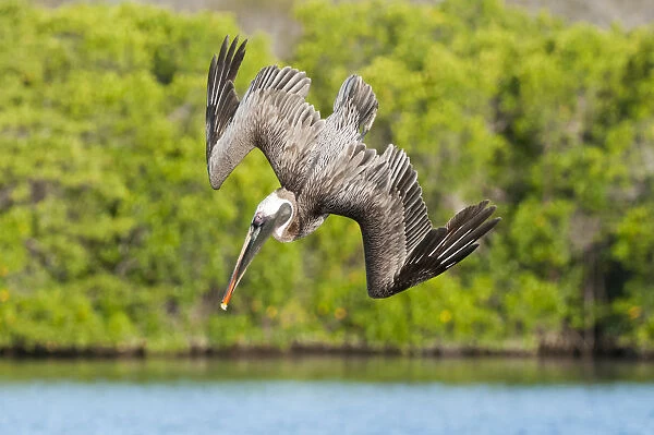 Brown pelican (Pelecanus occidentalis) diving in flight, Galapagos