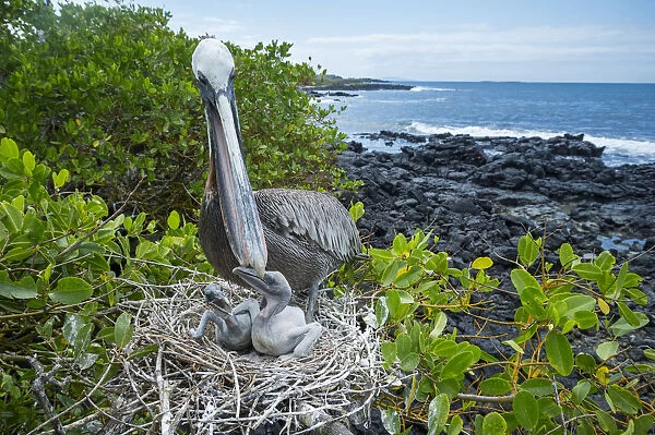 Brown pelican (Pelecanus occidentalis) feeding chicks at nest, Puerto Ayora  /  Academy Bay