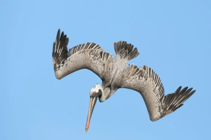 Framed Print : Brown pelican (Pelecanus occidentalis) diving in flight, Galapagos Framed Print : Brown pelican (Pelecanus occidentalis) diving in flight, Galapagos