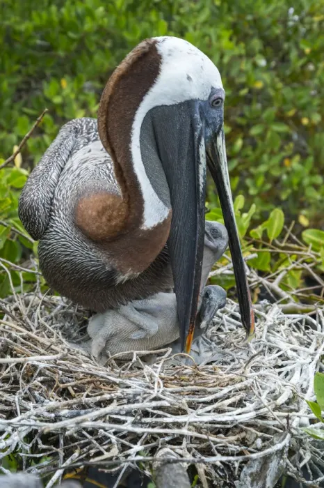 Framed Print : Brown pelican (Pelecanus occidentalis) feeding chicks at nest, Puerto Ayora / Academy Bay Framed Print : Brown pelican (Pelecanus occidentalis) feeding chicks at nest, Puerto Ayora / Academy Bay