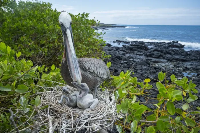 Framed Print : Brown pelican (Pelecanus occidentalis) feeding chicks at nest, Puerto Ayora / Academy Bay Framed Print : Brown pelican (Pelecanus occidentalis) feeding chicks at nest, Puerto Ayora / Academy Bay