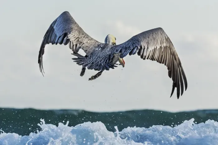 Framed Print : Brown Pelican (Pelecanus occidentalis) flying above the waves. Isabela Island, Galapagos Islands