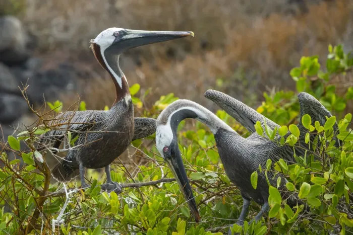 Framed Print : Brown pelican (Pelecanus occidentalis) pair in breeding plumage during courtship display Framed Print : Brown pelican (Pelecanus occidentalis) pair in breeding plumage during courtship display