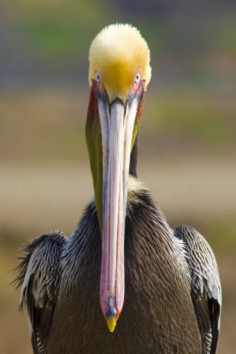 Framed Print : Brown Pelican (Pelecanus occidentalis) portrait, Pacific race, breeding plumage, Bolsa Framed Print : Brown Pelican (Pelecanus occidentalis) portrait, Pacific race, breeding plumage, Bolsa