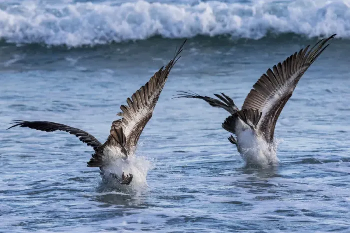 Framed Print : Two Brown Pelicans (Pelecanus occidentalis) diving for food. Isabela Island, Galapagos Islands Framed Print : Two Brown Pelicans (Pelecanus occidentalis) diving for food. Isabela Island, Galapagos Islands