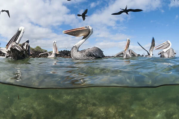 Brown pelicans (Pelecanus occidentalis) on water, split level view, Galapagos