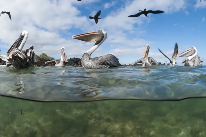 Framed Print : Brown pelicans (Pelecanus occidentalis) on water, split level view, Galapagos Framed Print : Brown pelicans (Pelecanus occidentalis) on water, split level view, Galapagos