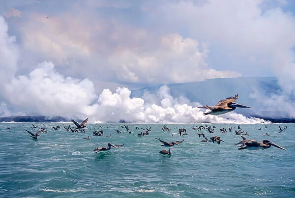 Brown pelicans (Pelicanus occidentalis) flock in flight over sea, Galapagos
