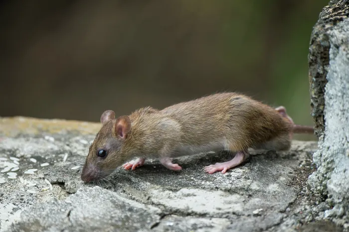 Framed Print : Brown rat / Norway rat (Rattus norvegicus) scurrying over stone wall, Santa Cruz Island, Galapagos Islands Framed Print : Brown rat / Norway rat (Rattus norvegicus) scurrying over stone wall, Santa Cruz Island, Galapagos Islands