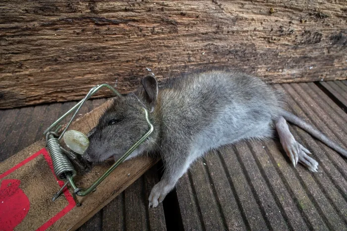 Framed Print : Brown rat (Rattus norvegicus) juvenile trapped and killed in spring-loaded bar mousetrap in garden, Belgium. May Framed Print : Brown rat (Rattus norvegicus) juvenile trapped and killed in spring-loaded bar mousetrap in garden, Belgium. May