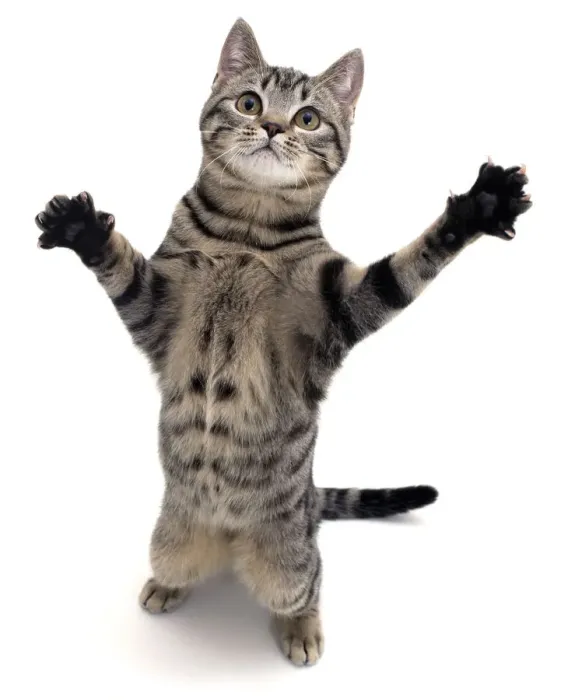 Framed Print : Brown spotted tabby cat male (Felis catus) standing and reaching up Framed Print : Brown spotted tabby cat male (Felis catus) standing and reaching up