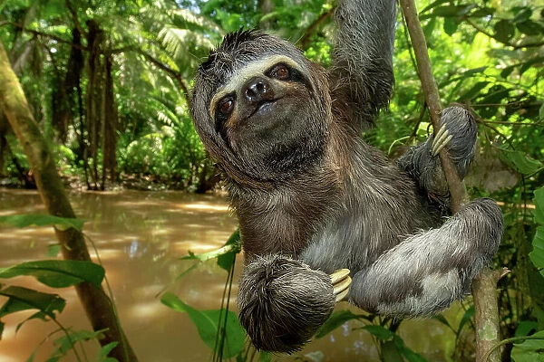 Brown-throated sloth (Bradypus variegatus) climbing on tree branch, Yasuni National Park, Orellana, Ecuador