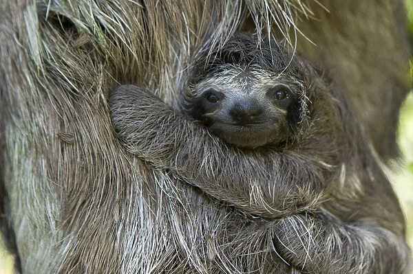 Brown throated Three-toed Sloth (Bradypus variegatus) newborn baby (less than 1 week