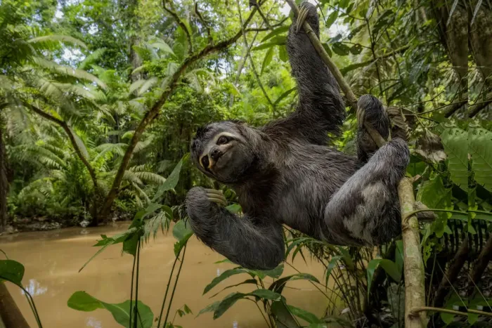 Framed Print : Brown throated three toed sloth (Bradypus variegatus) hanging from branch, Yasuni National Park Framed Print : Brown throated three toed sloth (Bradypus variegatus) hanging from branch, Yasuni National Park