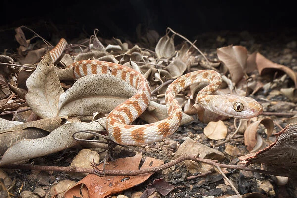Brown tree snake (Boiga irregularis), Berry Springs, Northern Territory, Australia
