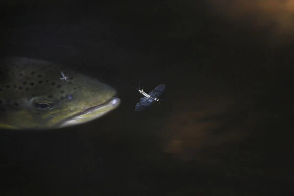 Brown trout (Salmo trutta) catching a Mayfly (Ephemera Danica) Dala river, Gtene