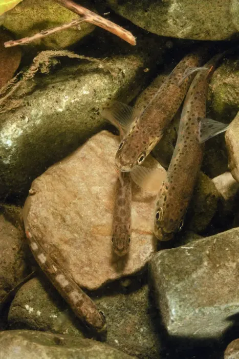 Framed Print : Brown trout (Salmo trutta) fry on river bed, Cumbria, England, UK, September Framed Print : Brown trout (Salmo trutta) fry on river bed, Cumbria, England, UK, September