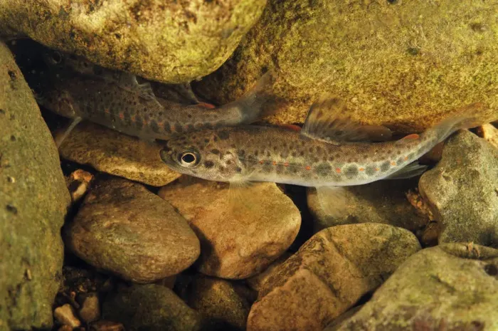 Framed Print : Brown trout (Salmo trutta) fry on river bed, Cumbria, England, UK, September Framed Print : Brown trout (Salmo trutta) fry on river bed, Cumbria, England, UK, September