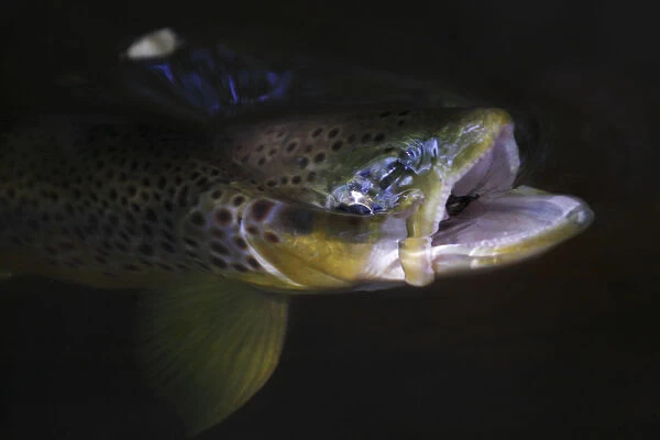 Brown trout (Salmo trutta) with mouth open swallowing Mayfly (Ephemera Danica) Dala river