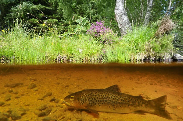 Brown trout (Salmo trutta) resting on river bed near the Aigas Field Studies Centre