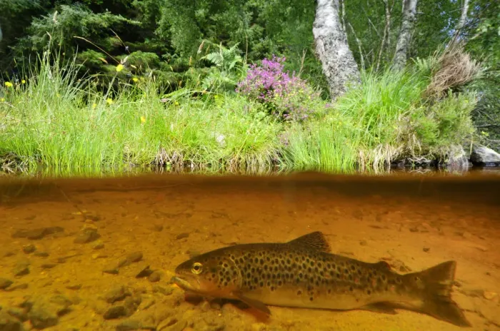 Framed Print : Brown trout (Salmo trutta) resting on river bed near the Aigas Field Studies Centre Framed Print : Brown trout (Salmo trutta) resting on river bed near the Aigas Field Studies Centre