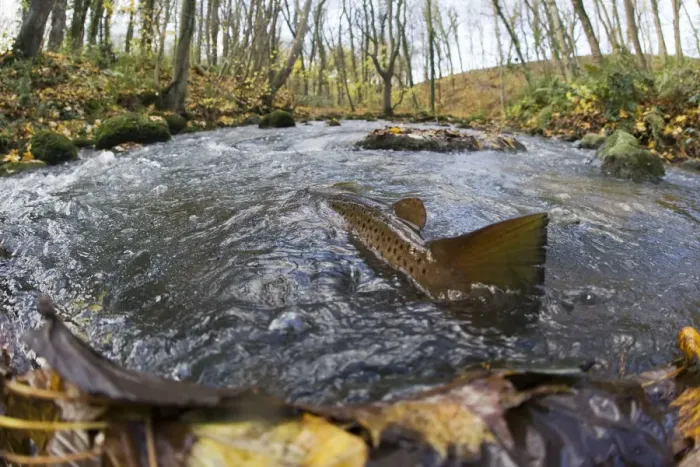 Framed Print : Brown trout (Salmo trutta) in shallow water migrating upstream, Bornholm, Denmark