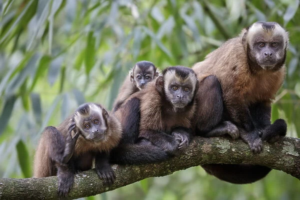 Brown  /  Tufted Capuchin (Cebus apella) family group in cloud forest, Manu Biosphere Reserve, Peru