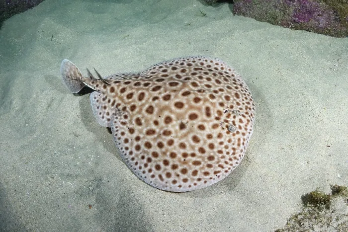 Framed Print : Brownspotted torpedo ray (Torpedo sp.) undescribed species, swimming over sandy seabed, Meoune Reef, Dakar, Senegal, Eastern Atlantic Ocean Framed Print : Brownspotted torpedo ray (Torpedo sp.) undescribed species, swimming over sandy seabed, Meoune Reef, Dakar, Senegal, Eastern Atlantic Ocean