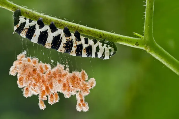 Framed Print : Brush footed butterfly (Lycorea sp. ) caterpillar with parasitic wasp cocoons on silk threads Framed Print : Brush footed butterfly (Lycorea sp. ) caterpillar with parasitic wasp cocoons on silk threads