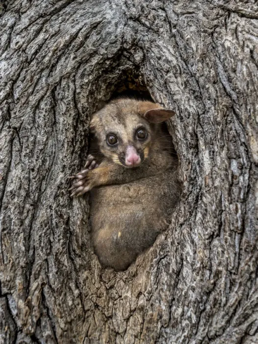 Framed Print : Brushtail possum (Trichosurus vulpecula) in a tree hollow / hole looking out during the day Framed Print : Brushtail possum (Trichosurus vulpecula) in a tree hollow / hole looking out during the day