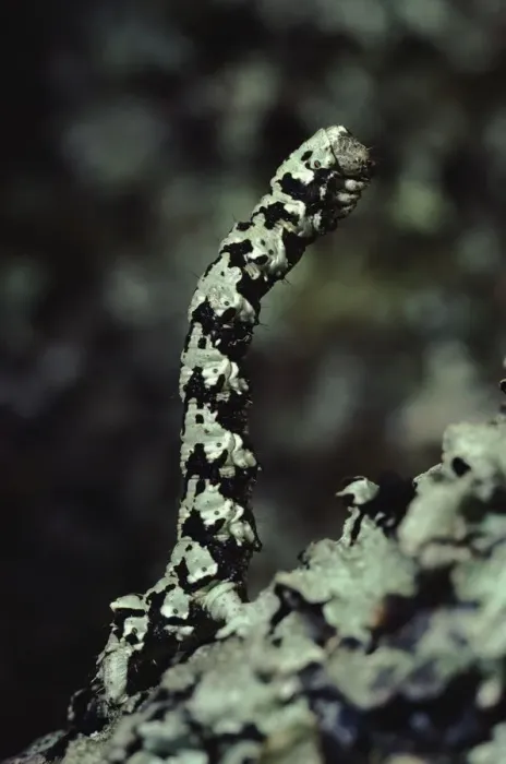 Framed Print : Brussels Lace Moth caterpillar on lichen covered oak twig, Scotland Framed Print : Brussels Lace Moth caterpillar on lichen covered oak twig, Scotland