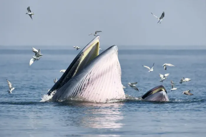Framed Print : Brydeas whale (Balaenoptera edeni edeni) adult female feeding at surface on anchovies Framed Print : Brydeas whale (Balaenoptera edeni edeni) adult female feeding at surface on anchovies