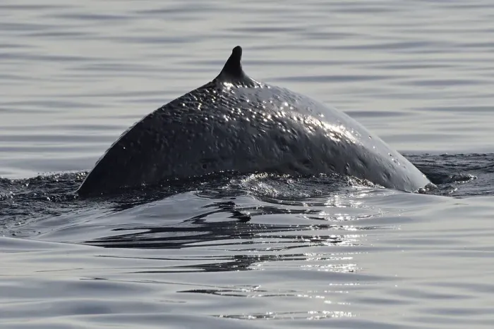 Framed Print : Brydes whale (Balaenoptera brydei) breaching, Raja Ampat, Western Papua, Indonesian New Guinea