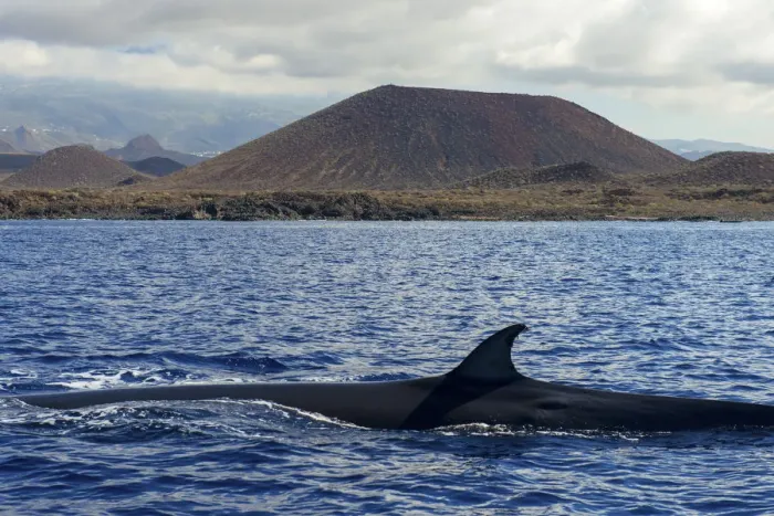Framed Print : Brydes whale (Balaenoptera brydei) fin at surface in coastal waters, volcano in background