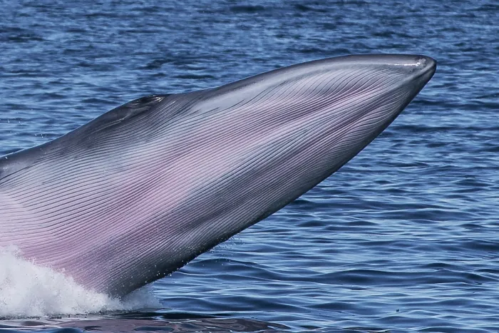 Framed Print : Bryde's whale (Balaenoptera edeni) breaching, Sea of Cortez, Baja California, Mexico Framed Print : Bryde's whale (Balaenoptera edeni) breaching, Sea of Cortez, Baja California, Mexico