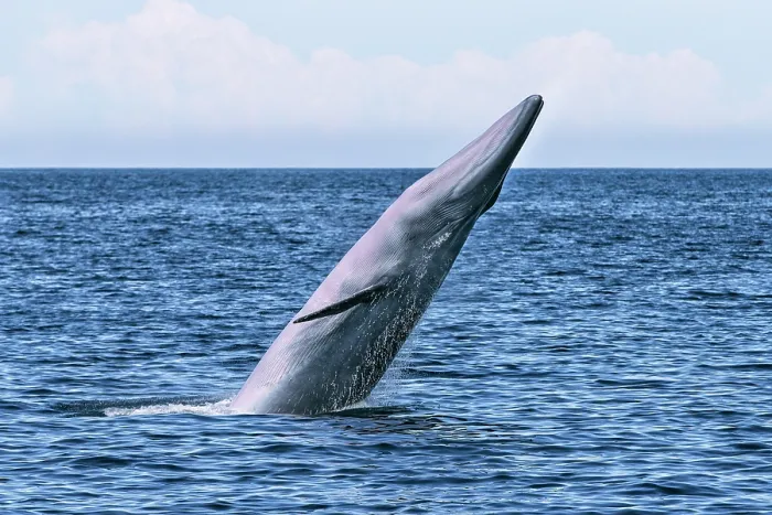 Framed Print : Bryde's whale (Balaenoptera edeni) breaching, Sea of Cortez, Baja California, Mexico