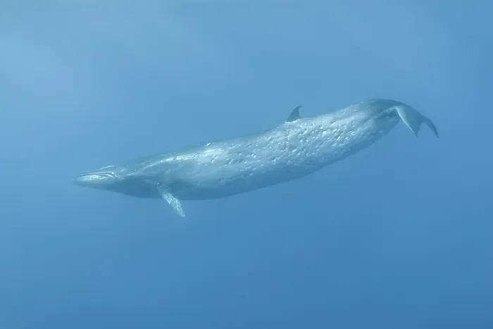 Framed Print : Bryde's whale (Balaenoptera edeni) in the open ocean of the Ogasawara archipelago, Japan, Pacific Ocean Framed Print : Bryde's whale (Balaenoptera edeni) in the open ocean of the Ogasawara archipelago, Japan, Pacific Ocean