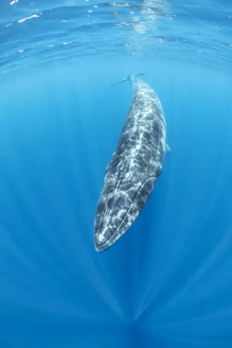 Framed Print : Brydes whale (Balaenoptera edeni) Trincomalee, Eastern Province, Sri Lanka Framed Print : Brydes whale (Balaenoptera edeni) Trincomalee, Eastern Province, Sri Lanka