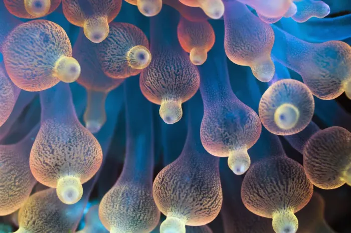 Framed Print : Bubble Tip Anemone (Entacmaea quadricolor). The tentacles are usually a dull brown Framed Print : Bubble Tip Anemone (Entacmaea quadricolor). The tentacles are usually a dull brown