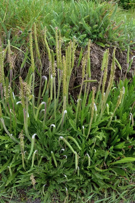 Framed Print : Buck's-horn plantain (Plantago coronopus) in flower, St Mary's, Isles of Scilly, UK. May Framed Print : Buck's-horn plantain (Plantago coronopus) in flower, St Mary's, Isles of Scilly, UK. May