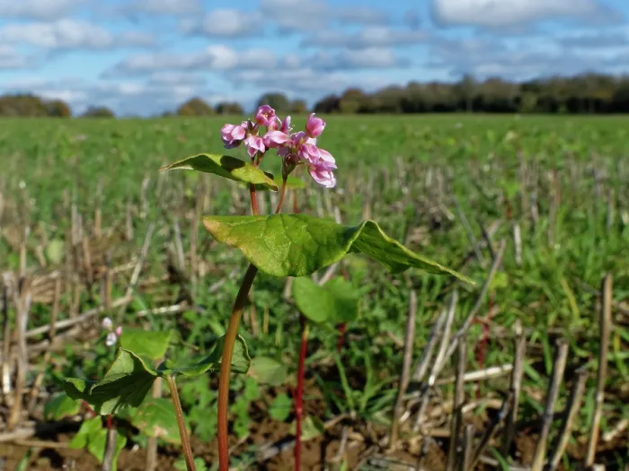 Framed Print : Buckwheat (Fagopyrum esculentum) flowering in a game cover crop, Wiltshire, England, UK. October Framed Print : Buckwheat (Fagopyrum esculentum) flowering in a game cover crop, Wiltshire, England, UK. October