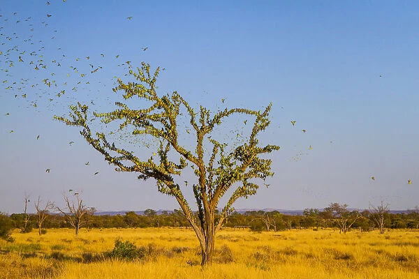 Budgerigars (Melopsittacus undulatus) flocking to find water, Northern Territory