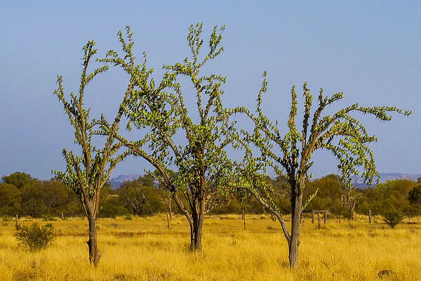 Budgerigars (Melopsittacus undulatus) flocking on tree, Northern Territory, Australia